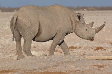 Vahşi bozkırlarda gergedan, gergedan, Afrika Hayvanı