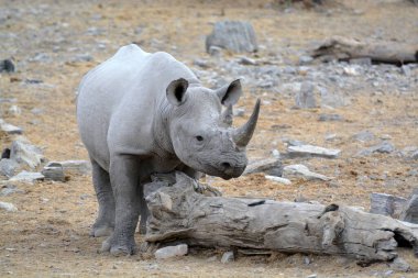 Vahşi bozkırlarda gergedan, gergedan, Afrika Hayvanı