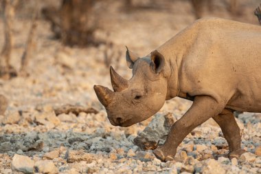 Savanadaki gergedanlar