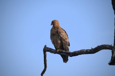 Kartal doğada doğada
