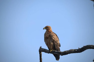 Güzel bir altın kartalın yakın plan çekimi.