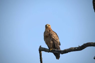 doğal yaşam alanında güzel yabani kuş yakından görünümü