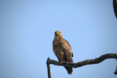 Ağaçtaki bir kuş.