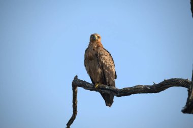 Ağaç dalında oturan kartal