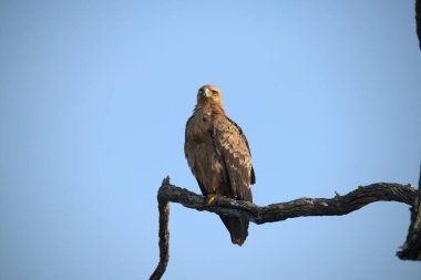 kırmızı - sırt kartalı (buaques buetus) bir ağaca tünemiş