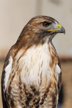 Kartalın vahşi doğadaki yakın görüntüsü