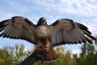 Güzel bir kuşun yakın çekimi.