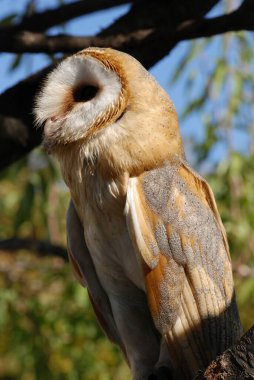 Beyaz bir baykuşa yaklaş