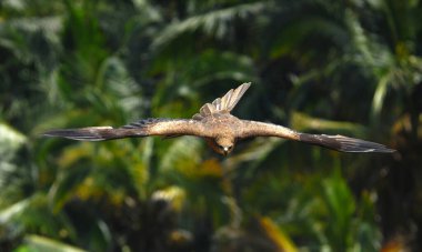 Gökyüzünde uçan bir kuş