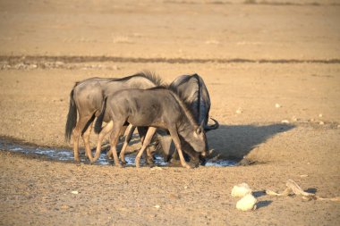 Savanadaki bir grup vahşi hayvan.