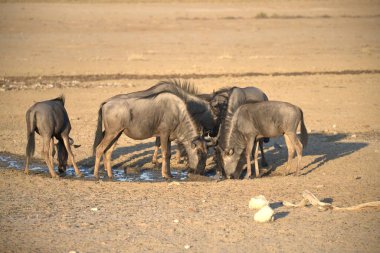 Suda yürüyen bir grup fil.