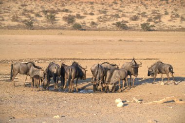 Savanadaki bir grup vahşi hayvan.