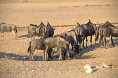 Kenya savanındaki Afrika bufalosu.