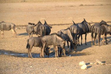 Bir grup zebra bozkırda