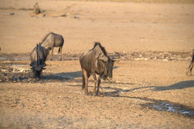 Vahşi bozkırda gnu, Afrika Hayvanı