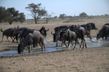 Vahşi bozkırda gnu, Afrika Hayvanı