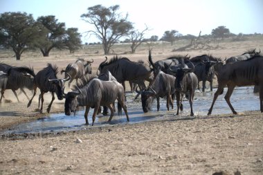 Vahşi bozkırda gnu, Afrika Hayvanı