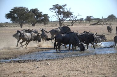 Vahşi bozkırda gnu, Afrika Hayvanı