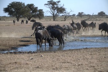 Vahşi bozkırda gnu, Afrika Hayvanı