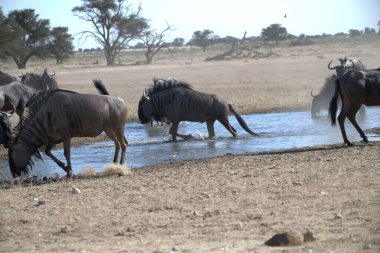 Vahşi bozkırda gnu, Afrika Hayvanı