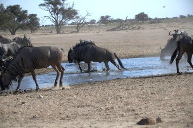 Vahşi bozkırda gnu, Afrika Hayvanı