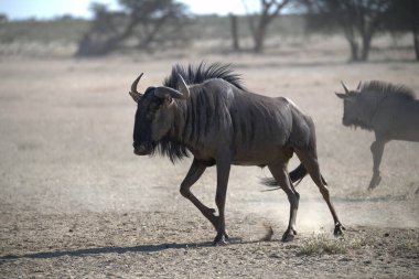 Vahşi bozkırda gnu, Afrika Hayvanı