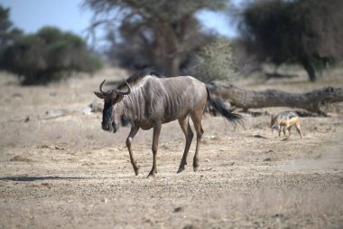 Vahşi bozkırda gnu, Afrika Hayvanı