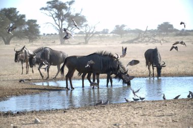 Vahşi bozkırda gnu, Afrika Hayvanı
