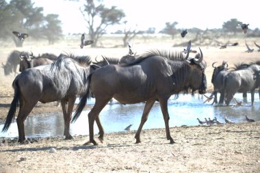 Vahşi bozkırda gnu, Afrika Hayvanı