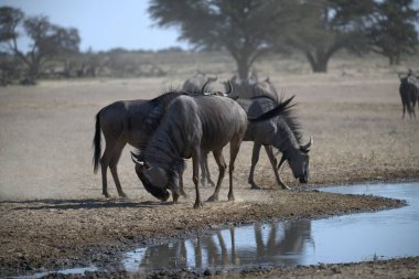 Vahşi bozkırda gnu, Afrika Hayvanı