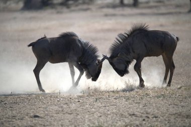 Vahşi bozkırda gnu, Afrika Hayvanı