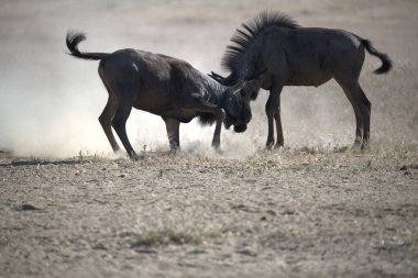 Vahşi bozkırda gnu, Afrika Hayvanı