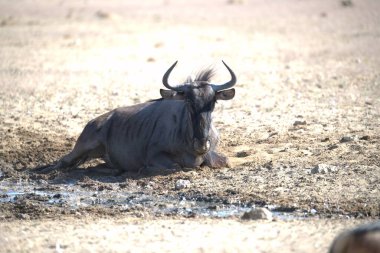 Vahşi bozkırda gnu, Afrika Hayvanı