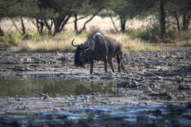 Vahşi bozkırda gnu, Afrika Hayvanı