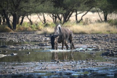 Vahşi bozkırda gnu, Afrika Hayvanı