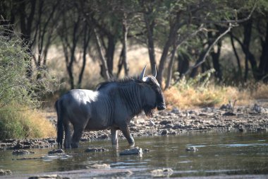 Vahşi bozkırda gnu, Afrika Hayvanı