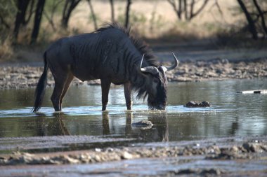 Vahşi bozkırda gnu, Afrika Hayvanı