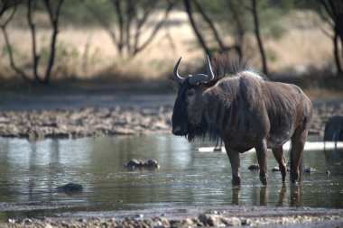 Vahşi bozkırda gnu, Afrika Hayvanı