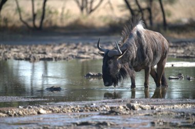 Vahşi bozkırda gnu, Afrika Hayvanı