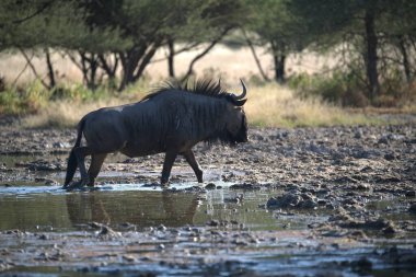 Vahşi bozkırda gnu, Afrika Hayvanı