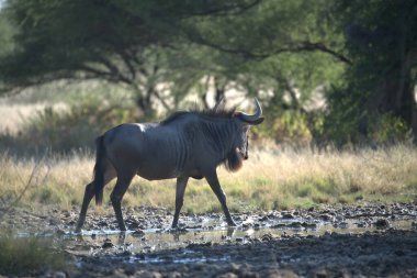 Vahşi bozkırda gnu, Afrika Hayvanı