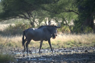 Vahşi bozkırda gnu, Afrika Hayvanı