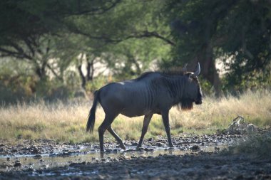 Vahşi bozkırda gnu, Afrika Hayvanı