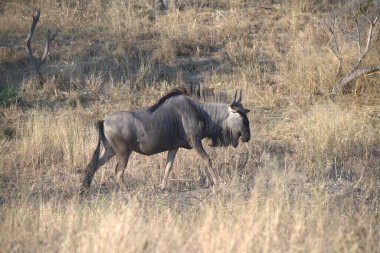 Vahşi bozkırda gnu, Afrika Hayvanı
