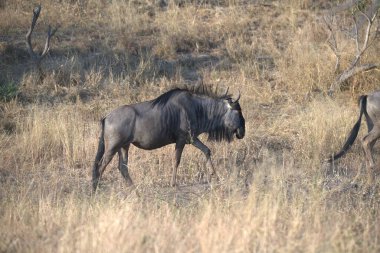 Vahşi bozkırda gnu, Afrika Hayvanı
