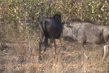Vahşi bozkırda gnu, Afrika Hayvanı