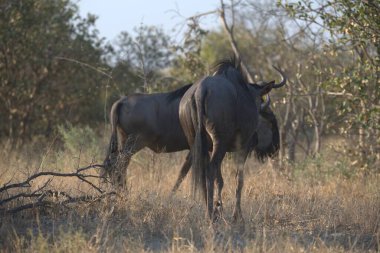 Büyük Afrika Bizonu (cercerus cerfer) )