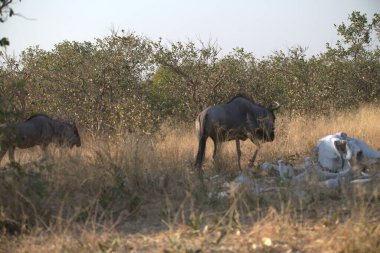 Afrika savanındaki beyaz antilop (nochaus connochaus), Botswana