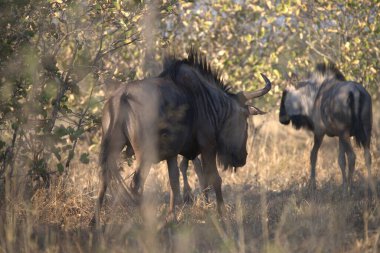 Afrika 'daki vahşi antiloplar Kenya' nın bozkırında