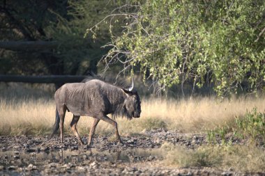 Afrika bufalosu, syncerus caffer, yetişkin erkek, ulusal parkta yürüyor, Kenya, Afrika